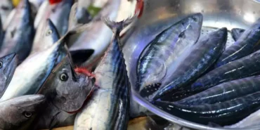 Samsun’daki balık tezgahlarında palamut bolluğu devam ederken, balık satıcıları bu kadar palamut bolluğu olan bir sezon yaşamadıklarını söylediler.