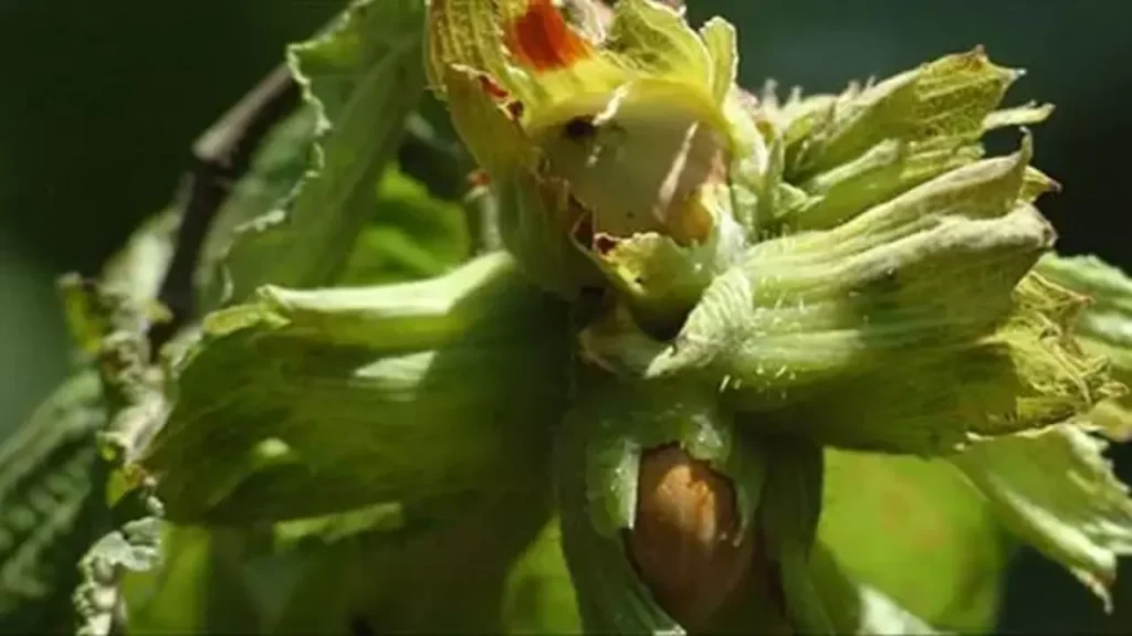 Kokarca istilasına karşı samuray arısı üretimi 10 katına çıkarıldı