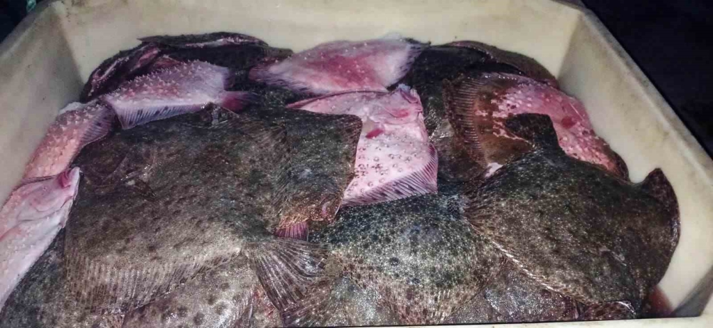 Rusya-Ukrayna karasularında  avlanan kalkan balıkları kaçak yollarla Türkiye’ye sokulmak istenildi