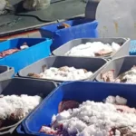Rusya-Ukrayna karasularında  avlanan kalkan balıkları kaçak yollarla Türkiye’ye sokulmak istenildi