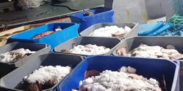 Rusya-Ukrayna karasularında  avlanan kalkan balıkları kaçak yollarla Türkiye’ye sokulmak istenildi