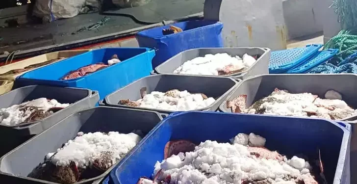 Rusya-Ukrayna karasularında  avlanan kalkan balıkları kaçak yollarla Türkiye’ye sokulmak istenildi