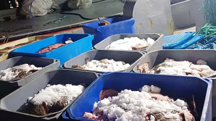 Rusya-Ukrayna karasularında  avlanan kalkan balıkları kaçak yollarla Türkiye’ye sokulmak istenildi