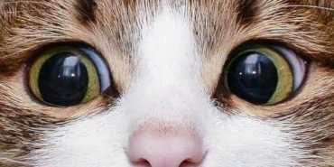 Türkiye'nin kedileri dünya gündeminde