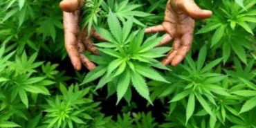 İrem Kumcağız yazdı: ''Kapitalizmin esaretinde, geçmişten geleceğe ''Kenevir''...