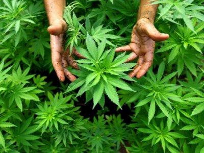 İrem Kumcağız yazdı: ''Kapitalizmin esaretinde, geçmişten geleceğe ''Kenevir''...