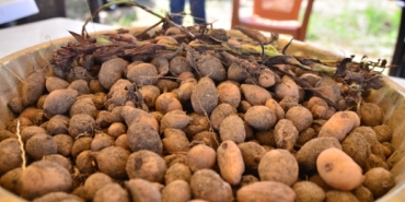 Salep talebi her geçen yıl artıyor