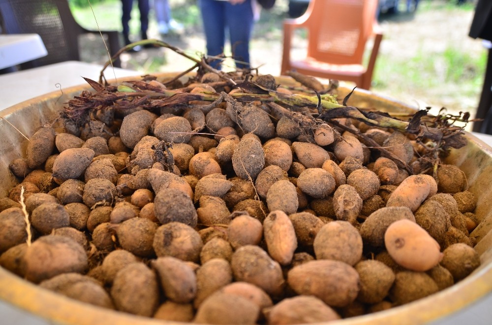 Salep talebi her geçen yıl artıyor