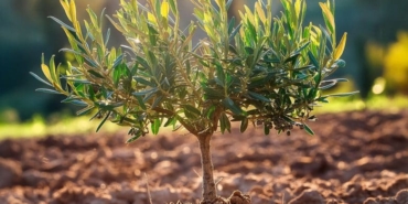 Samsun’da zeytin yetiştiriciliği yeniden canlanıyor