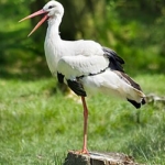 Baharın müjdecisi leylekler Kızılırmak Deltası’na döndü