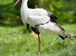 Baharın müjdecisi leylekler Kızılırmak Deltası’na döndü