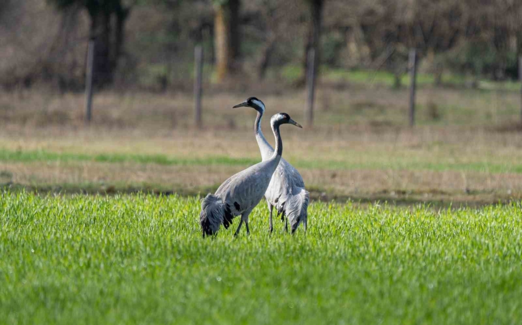 Doğanın zarif yolcuları: Turna kuşları