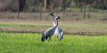 Doğanın zarif yolcuları: Turna kuşları