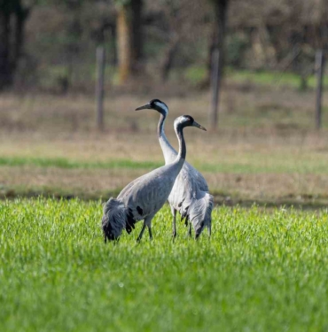 Doğanın zarif yolcuları: Turna kuşları